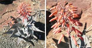 Image result for Aloe aculeata × globuligemma