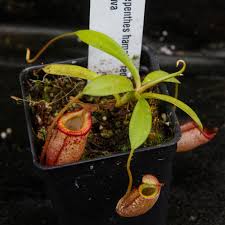 Image result for Nesaea heptamera