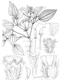 Image result for Calvoa