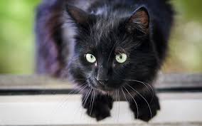 These usually reflect on the mystical mythical history of black cats. Black Cat Names 250 Of The Best Names For Your New Kitten