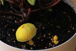 Even more disturbing is to see it move. Yellow Mushrooms In Potted Plants