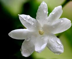 SHOP Rose Garden Heist Bougie Parfumée — DEBORAH BARNET