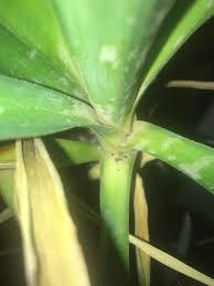 Check spelling or type a new query. Yucca Elephantipes Spineless Yucca Stick Yucca Guide Our House Plants