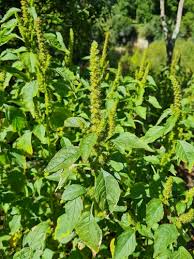 Image result for Amaranthus dubius