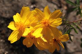 Image result for tagetes)