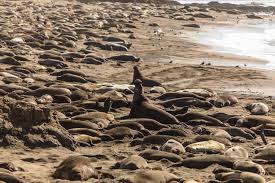 Elephant Seals Of San Simeon View Them At Vista Point On Highway 1