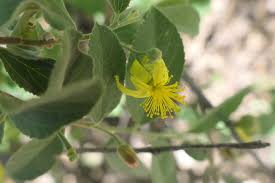 Image result for Grewia flavescens