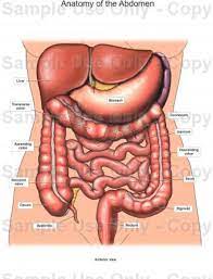 The abdominal wall is the wall enclosing the abdominal cavity that holds a bulk of gastrointestinal viscera. Male Stomach Anatomy Koibana Info Body Organs Diagram Anatomy Organs Human Body Diagram