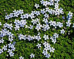 Dry and dusty hard packed clay soil on a dirt road (lovely!) that is excellent at breeding waves of weeds. Create A Carpet Of Color In Your Yard With Groundcovers Costa Farms