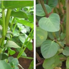 Image result for Justicia tenella