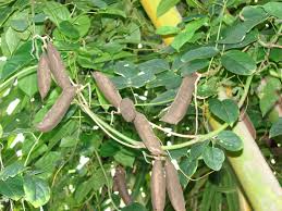 Image result for Canavalia cathartica