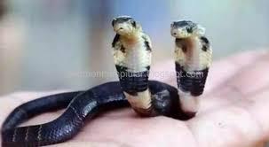 Islam, mimpi ular kobra hitam, mimpi ular dalam islam, mimpi ular didalam rumah, mimpi ular dibunuh, mimpi ular diatas kepala, mimpi jari tangan, jika mimpi ular menurut islam, mimpi jumpa ular, tentang jiwa mimpi ular, mimpi melihat ular di jalan, mimpi digigit ular di jempol kaki, mimpi. 99 Arti Mimpi Melihat Ular Berbisa Berkepala Dua Menurut Primbon Jawa Dan Tafsir Islam Lengkap Mimpi Ular