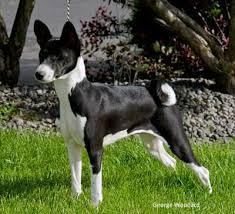 Measure and weigh the dog. Coat And Color