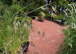 Image result for Themeda triandra