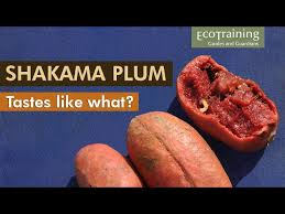 Image result for Hexalobus monopetalus