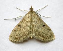 Image result for Anania perlucidalis