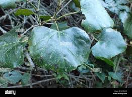 Image result for Rhoicissus tomentosa
