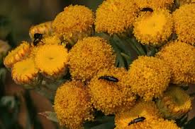 Image result for Phymaspermum