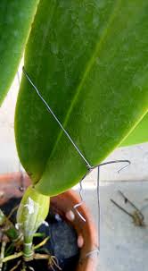 Secara semula jadi, terdapat banyak jenis bunga ini. Cara Tanam Orkid Cattleya Untuk Elak Masalah Akar Mudah Reput Impiana