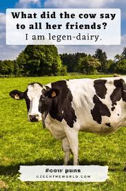 Well, what are you waiting for? 155 Best Cow Puns That Are Simply Legen Dairy 2021