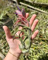 Image result for Tillandsia