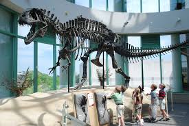 Dr Emlyn Koster Ceo Of The North Carolina Museum Of Natural Sciences Are Museums Necessary Not Just Nice Blooloop