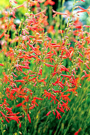 We did not find results for: Best Drought Tolerant Perennials That Add Gorgeous Color To Your Garden Better Homes Gardens