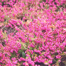 Image result for Erica wildii