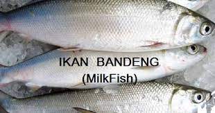 Maybe you would like to learn more about one of these? Anim Agro Technology Ikan Bandeng Popular Di Indonesia