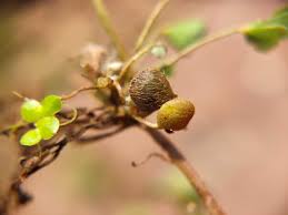 Image result for Marsilea aegyptiaca
