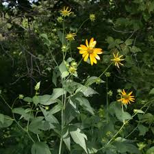 Image result for Rudbeckia laciniata