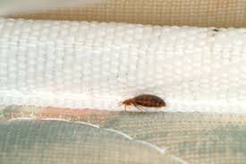 10 best bug sprays to buy in 2021. A Fungus Among Us That Kills Bed Bugs Pct Pest Control Technology