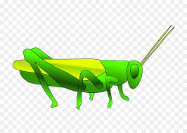 Download these amazing cliparts absolutely free and use these for creating your presentation, blog or website. Grasshopper Clip Art Heuschrecke Png Herunterladen 2400 1680 Kostenlos Transparent Grun Png Herunterladen