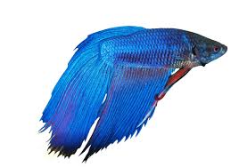 These are quite beautiful betta fish with large fins that span nice and wide. Remarkably Astonishing Facts About Betta Fish Pet Ponder