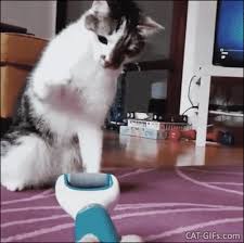 Latest and popular funny cat gifs on primogif.com. When You Try Your Best But You Don T Succeed Cat Gif Site