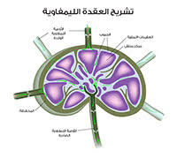 The process of removing and examining a small amount of tissue from a sick person, in order to…. Ø®Ø²Ø¹Ø© Ø§Ù„Ø¹Ù‚Ø¯ Ø§Ù„Ù„ÙŠÙ…ÙØ§ÙˆÙŠØ© Ø·Ø±ÙŠÙ‚Ø© Ø§Ø¬Ø±Ø§Ø¡ Ø§Ù„ÙØ­Øµ ÙˆØªØ­Ù„ÙŠÙ„ Ø§Ù„Ù†ØªØ§Ø¦Ø¬