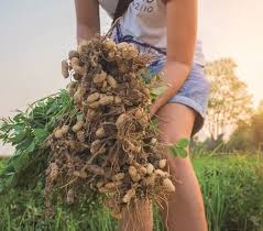 Instead of wasting those shells, put them to use in your garden by adding them to your compost pile. Peanut Tips Diy Food Gardening Grow To Eat The Gardener The Gardener