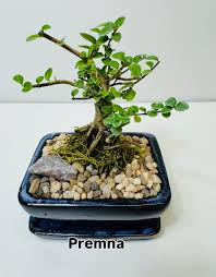Image result for Premna