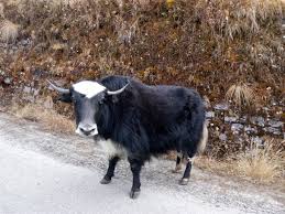 These yaks are domestic animals and are brought to the lake to take the tourists on a ride. File Yak Zuluk Sikkim Jpg Wikimedia Commons