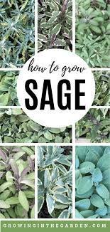 How To Grow Sage Tips For Growing Sage Growing In The Garden Growing Sage Sage Garden Sage Plant