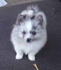 Blue Silver Merle Pom With Blue Eyes Pebbles Pom Cute Teacup Puppies Pets Cute Animals