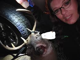 Hunting blind setup with 7 deer nearby