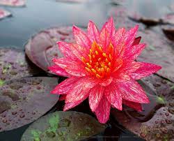 Wanvisa Water Lily Beautiful Flowers Water Lily Plants