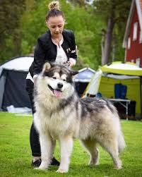 The alaskan malamute is the largest and the oldest of the arctic sled dogs. Pin On Alaskan Malamute