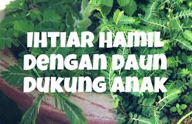 Sy ajar fungsi pokok dia boleh cakap boleh dimakan begitu saja macam gardenia.sanggup ke. Belum Ada Rezeki Zuriat Cuba Amalkan Daun Dukung Anak Kifarah Media
