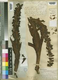 Image result for Disa cornuta