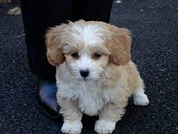 Shih Poo Breed Overview Personality Temperament More