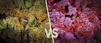 We did not find results for: Kush And Chronic What S The Difference Green Rush Daily