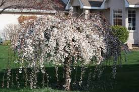 How To Grow The Dwarf Weeping Cherry Tree Weeping Cherry Tree Dwarf Flowering Trees Dwarf Trees