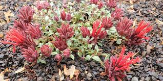 Image result for Marsdenia macrantha
